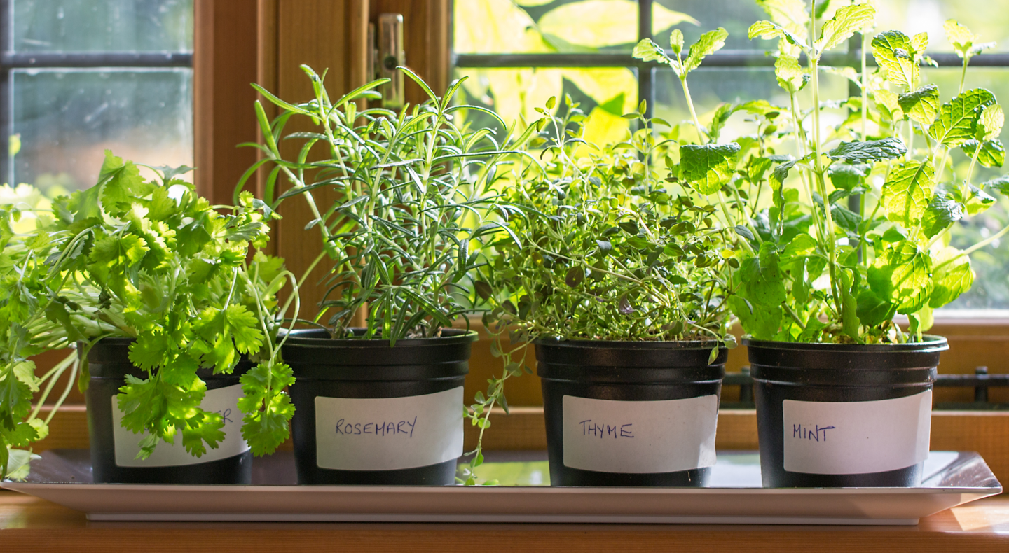 Fresh herbs growing in pots on a window sill