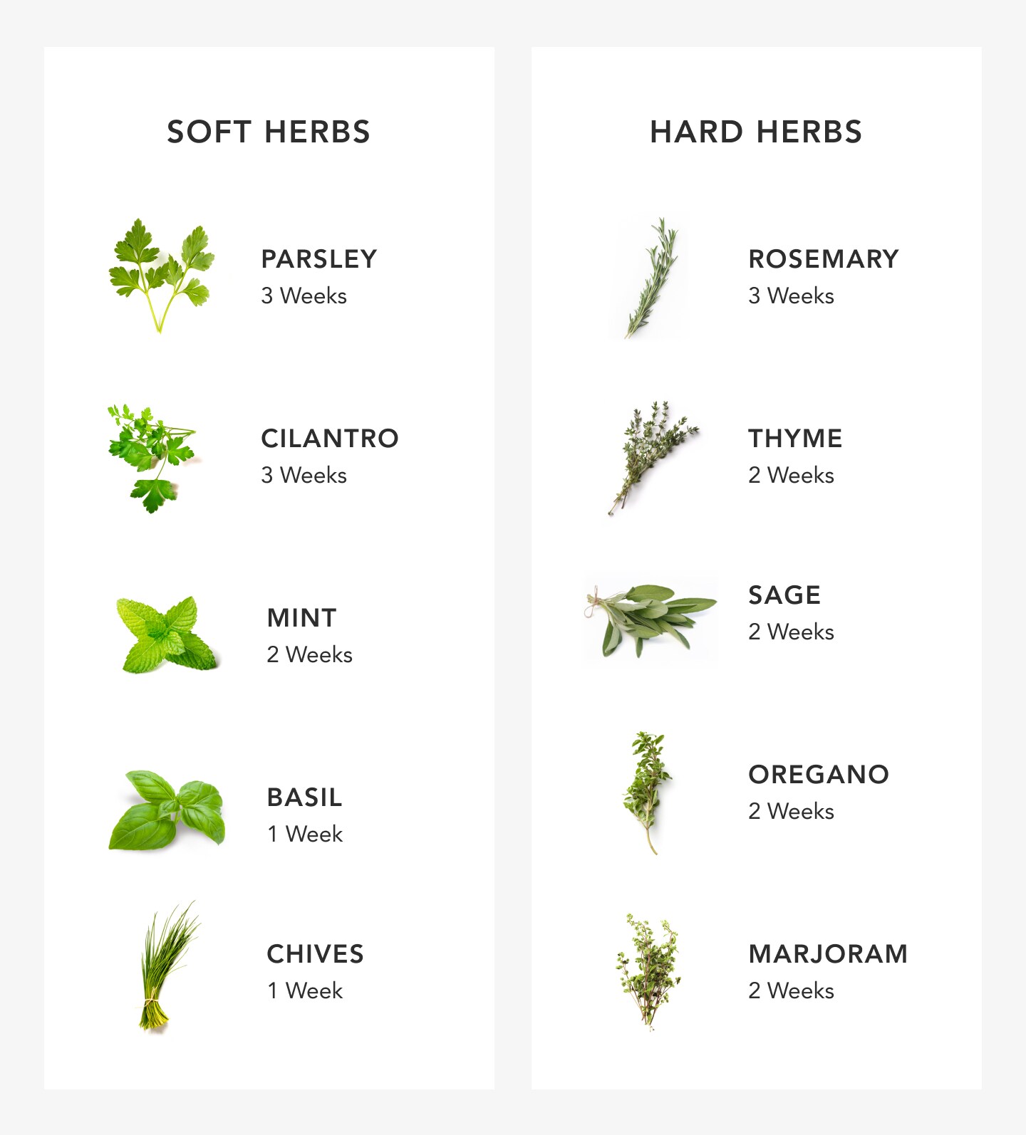 Infographic of herbs and how to store them