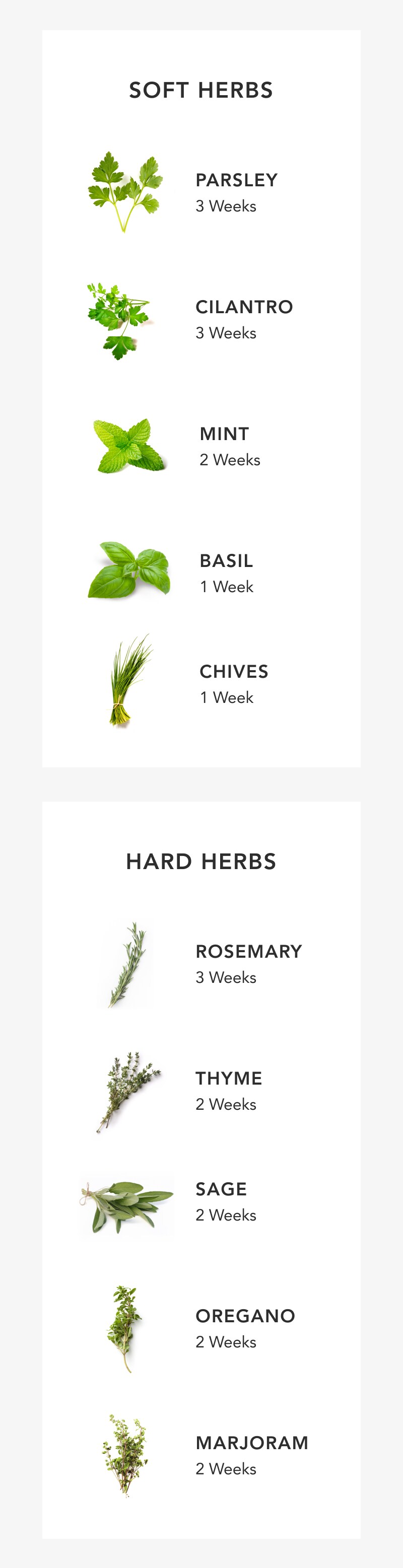 Infographic of herbs and how to store them